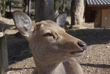 鹿の顔　the face of sika deer in Nara