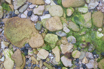 multicolored sea stones
