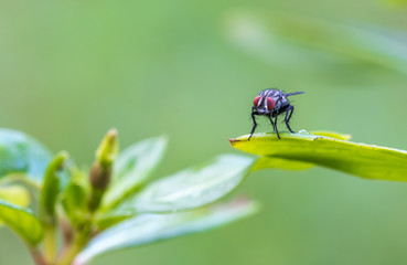 Mosca doméstica.