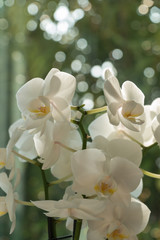 Orchidee