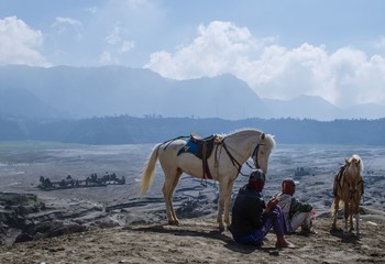 horses for service tourist at Bromo Mountain, Tengger Semeru national park, East Java, Indonesia.