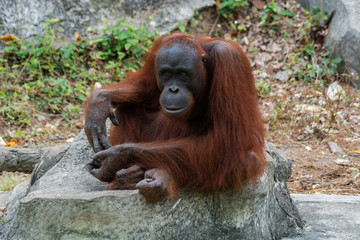 Orangutan or Pongo pygmaeus.