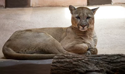 Fotobehang Poema Cougar of Puma in dierentuin