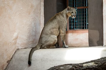 Foto op Plexiglas Poema Cougar of Puma in dierentuin