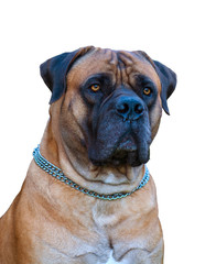 Fototapeta premium Closeup portrait of dog breed South African Boerboel (South African Mastiff) on a white background, isolated