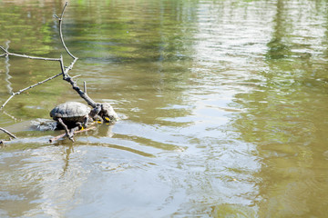 Turtle sitting on a log in a pond basking in the sun