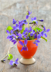 violets flowers (Viola odorata)