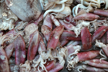 raw squid on the market