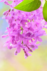Spring lilac violet flowers