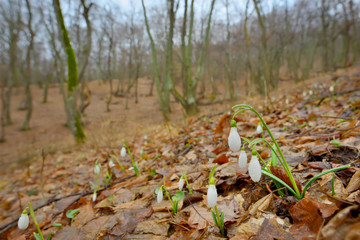 Snowdrops with dew drops