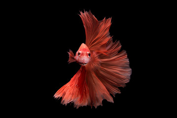 Halfmoon betta fish