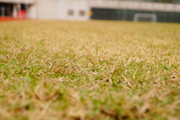 Football field lawn landscape