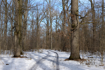 Fototapeta na wymiar Trees without leaves in the winter forest