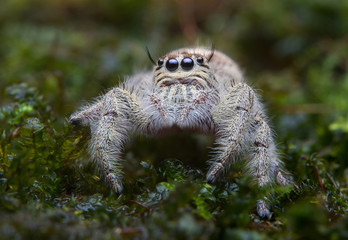 Jumping spider