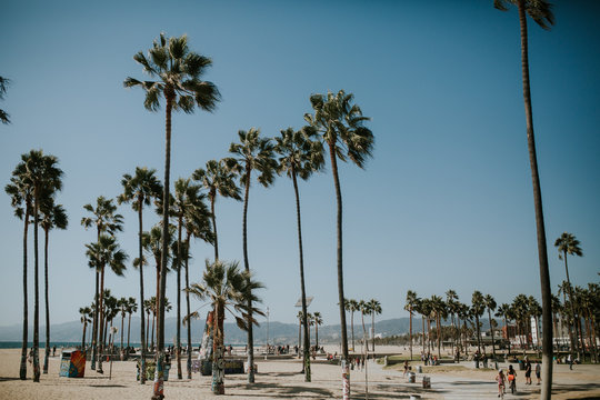 palmtrees in california