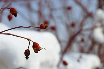 Red dog-rose in winter. Rosa Canina.