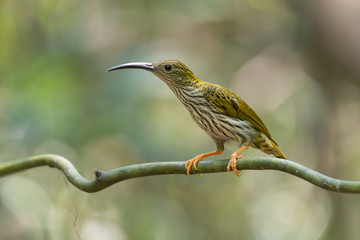 What a thirsty day,I need water now.Streaked Spiderhunter (Arachnothera magna), Amazing bird with long-curved beak perching on vine over a puddle in summer..