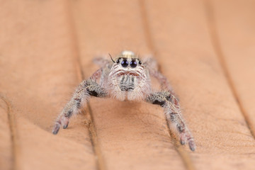 Jumping spider