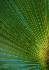 Palm leaves close-up - Background