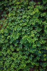 Three and four leaf clovers