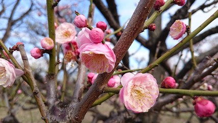 梅の花