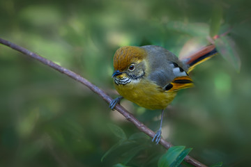Beautiful bird in highland.Cute tiny bird,Chestnut tailed minia ( Chrysominia strigula ).making a living in highland forest..