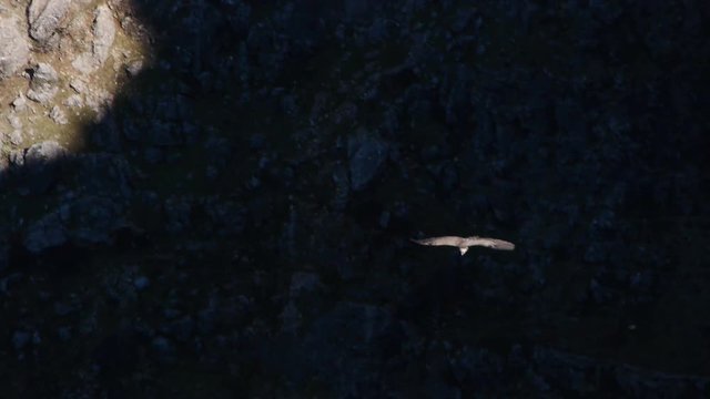   Vulture, flying through the Natural Park of Sierra de Cazorla  