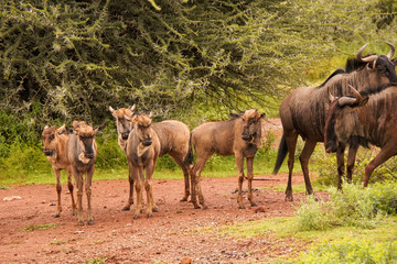 Young Wildebeest calves forming a crèche as they move with the heard 