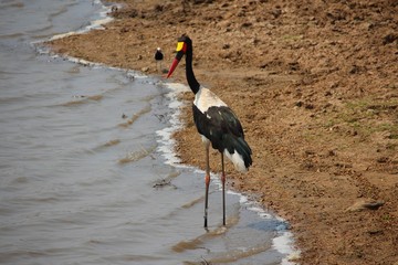Storch in Afrika