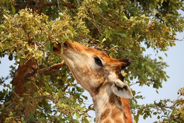Giraffe fressend Gesicht