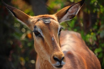 Impala Gesicht