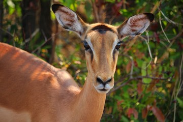 Fototapeta premium Impala in Afrika