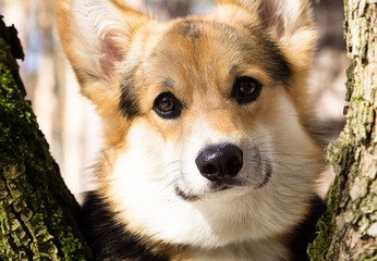Welsh Corgi on a walk in the winter forest