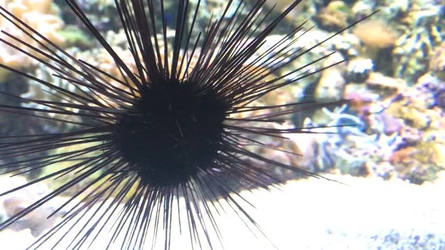 Black diadem sea urchin (Echinothrix diadema) crawls through the frame, medium shot.