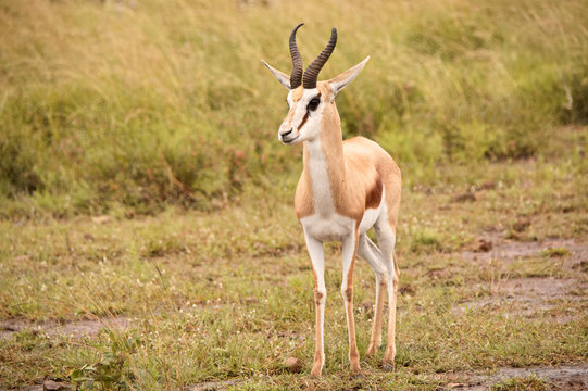 Fototapeta Springbok ram standing to attention