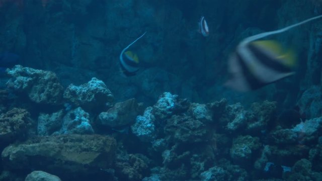 exotic Aquarium fishes swim in sea blue water