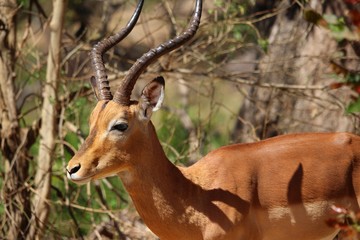 Impala in Südafrika
