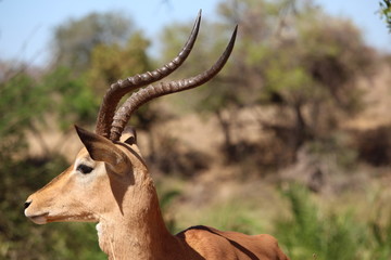 Impala in S&uuml;dafrika