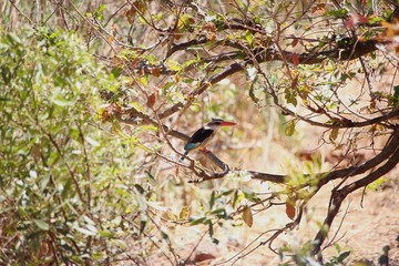 Vogel in Südafrika