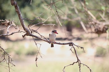 Vogel in S&uuml;dafrika