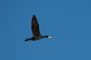 Great Cormorant in flight