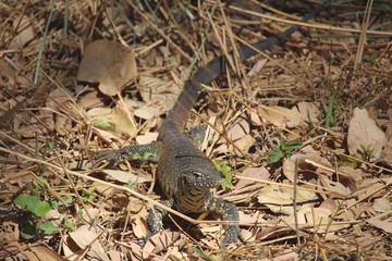 Echse in S&uuml;dafrika
