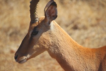 Impala Gesicht in S&uuml;dafrika