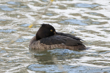 Tufted duck freezing on river with bright reflections, side view. Bird in wildlife.