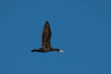 Great Cormorant in flight