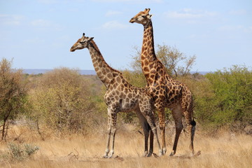 Naklejka na ściany i meble Giraffenpaar in Südafrika