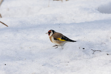 European goldfinch eating on snow. Nice colorful bird with red head looking for food under feeder. Bird in wildlife.