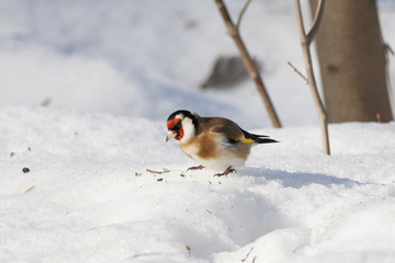 European goldfinch eating on snow. Nice colorful bird with red head looking for food under feeder. Bird in wildlife.