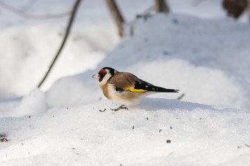 European goldfinch eating on snow. Nice colorful bird with red head looking for food under feeder. Bird in wildlife.