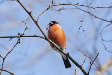 Male bullfinch sitting on branch under blue sky, front view. Very beautiful red bird with black hat, symbol of winter, Christmas and New Year.  Bird in wildlife.